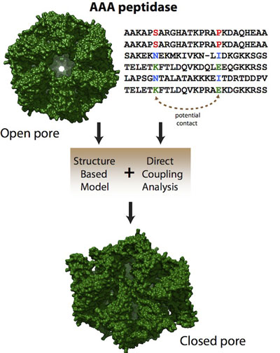 Co-evolved mutations in genetic sequences that code proteins