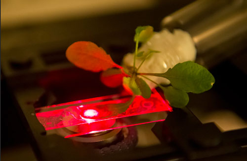 Researchers use a near-infrared microscope to read the output of carbon nanotube sensors embedded in an Arabidopsis thaliana plant
