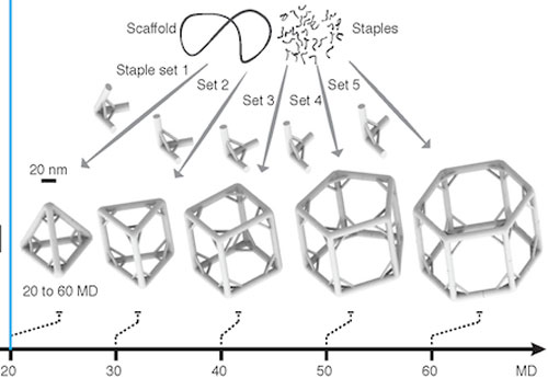 DNA polyhedra