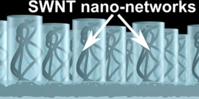 Single-walled carbon nanotube networks
