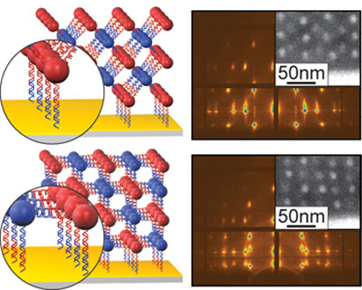 Nanoparticles linked by complementary DNA strands