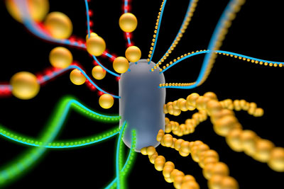 bacterial cell engineered to produce amyloid nanofibers that incorporate particles such as quantum dots