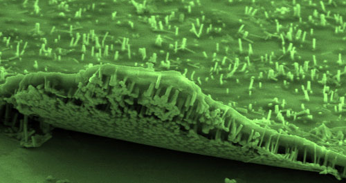 InGaAs/InAs nanowire array can be lifted from its graphene base