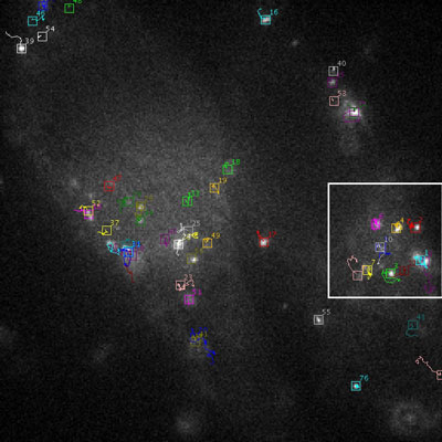 Tracking result for virus particles