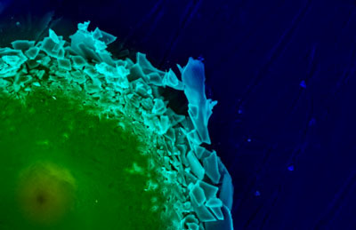 a Transmission Electron Microscope (TEM) image of the region surrounding an indentation the researchers made in a piece of shell from Placuna placenta