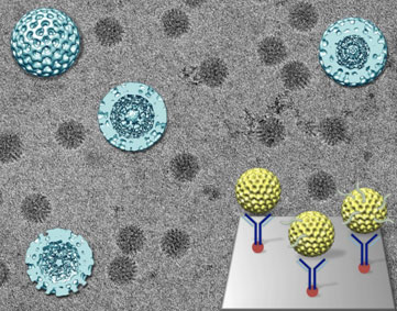 Captured rotavirus double-layered particles in the midst of producing RNA