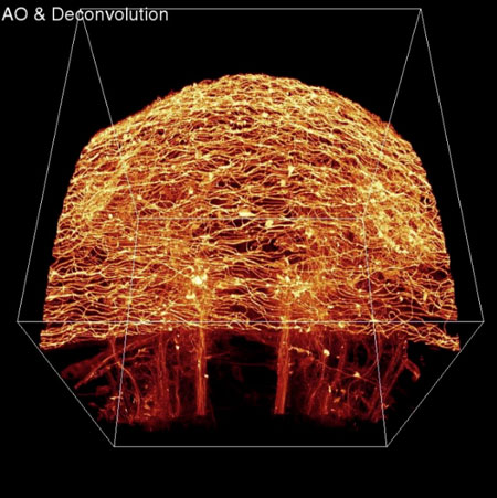 image from an adaptive optics microscope operating in two-photon excitation mode