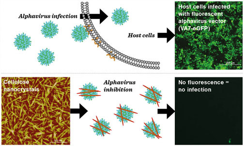 Nanocrystalline cellulose modified into an efficient viral inhibitor