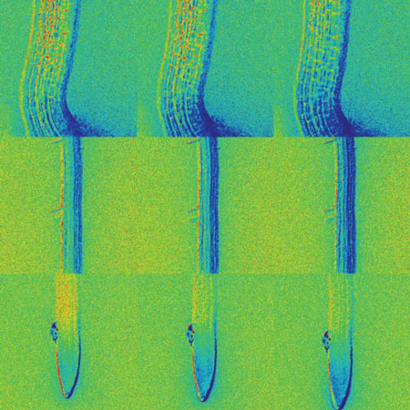 Time sequence shows how mustard seedlings take up and distribute ABA through roots and other parts of the plant during germination