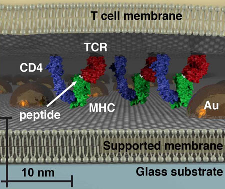 >With size-based chromatography, a hexagonally ordered array of gold nanoparticles is fabricated onto a hybrid live cell-supported membrane