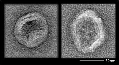 Virus vs Nanodevice