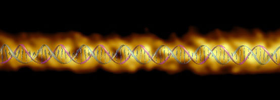 An image of the DNA double helix structure