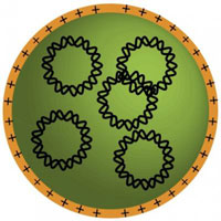Gene-containing Nanoparticles