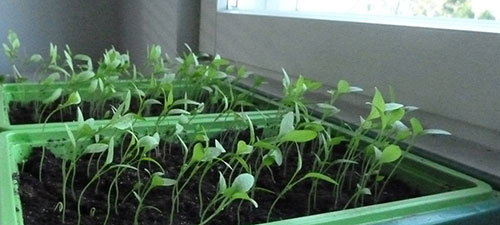 plants turn toward light