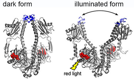 The crystal structure of bacterial phytochrome changes when illuminated