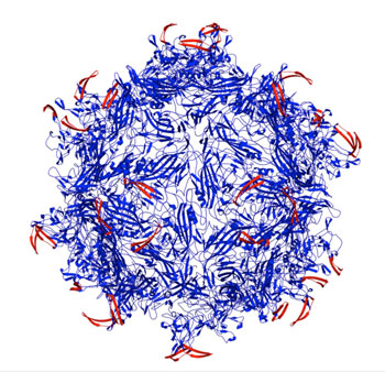 An adeno-associated virus capsid (blue) modified by peptides (red)