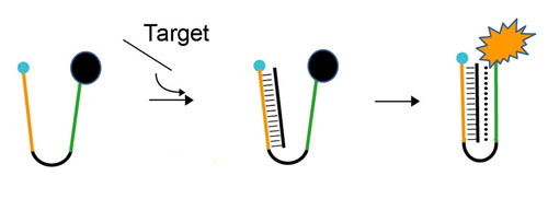 a  nanoswitch binds to a DNA target
