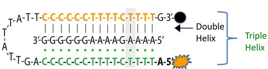 a central DNA target sequence is bound to a nanoswitch DNA