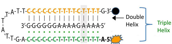 a central DNA target sequence is bound to a nanoswitch DNA