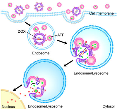 Enhanced Anticancer Efficacy by ATP-Mediated Liposomal Drug Delivery