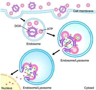 Enhanced Anticancer Efficacy by ATP-Mediated Liposomal Drug Delivery