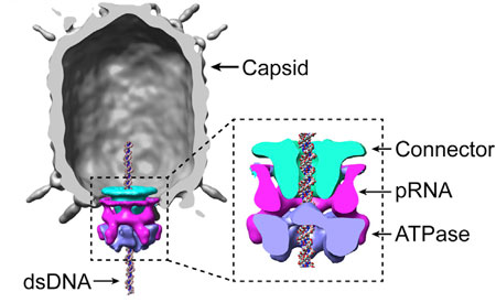 Cryoelectron microscopy reconstruction of the Phi 29 capsid