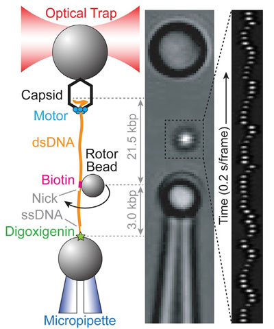 optical tweezer set-up