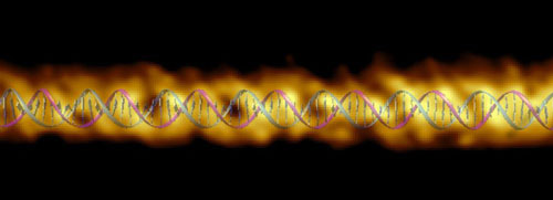 An image of the DNA double helix structure taken with the AFM, overlaid with the Watson-Crick DNA structure
