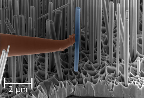 A single GaN nanowire is removed from a forest of wires grown by molecular beam epitaxy