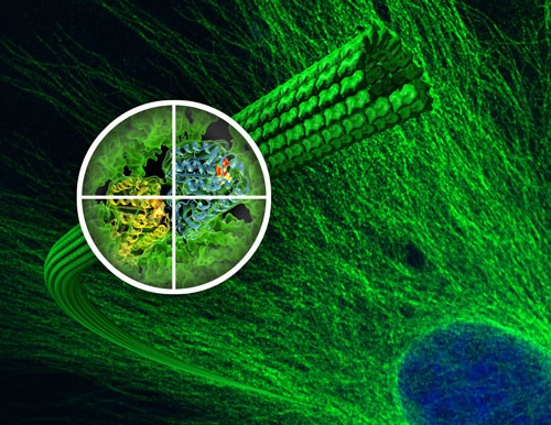 microtubules