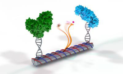 DNA scaffold with artificial enzyme pair