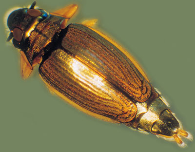 Whirligig beetle