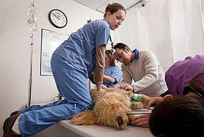 Veterinary students conducting a simulated emergency exam on a robotic dog