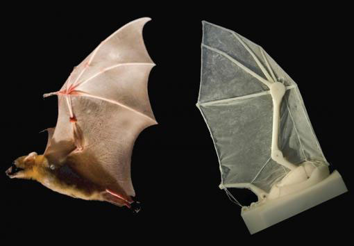 Wing of bat in life and lab