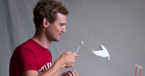 Graduate student Eirik Ravnan works with a parrotlet that he is training to fly from perch to perch in order to be filmed by a high-speed camera