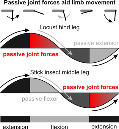 passive joint forces
