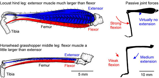 flexor muscle in insects