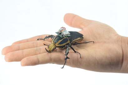 Cyborg beetle