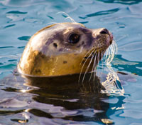 seal