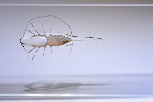 Tissue-engineered biobots on titanium molds