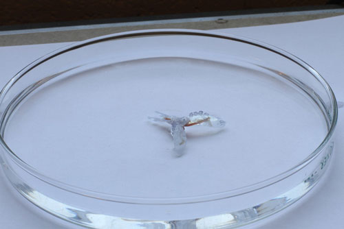 ea turtle-inspired biohybrid robot, powered by muscle from the sea slug