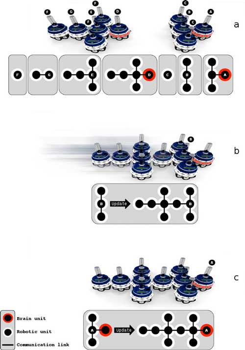 Self-reconfiguring modular robots