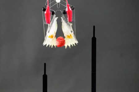 HASEL Actuators as a Soft Gripper