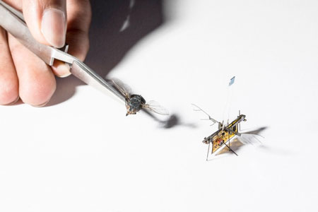 RoboFly is slightly larger than a real fly