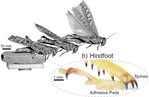 the hindfoot of Schistocerca gregaria