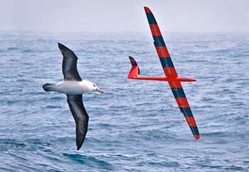 Bird and glider in tandem flight