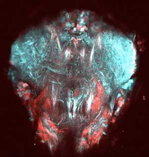 Two-Photon Image of Neural Tissue Controlling the Front Legs of the Fly