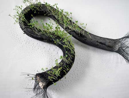 Arabidopsis/Braid after two weeks growth