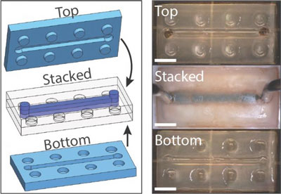 LEGO-like hydrogel building blocks patterned with tiny fluid channels can be assembled into complex microfluidic devices