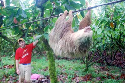 two-toed sloth moves down a cable